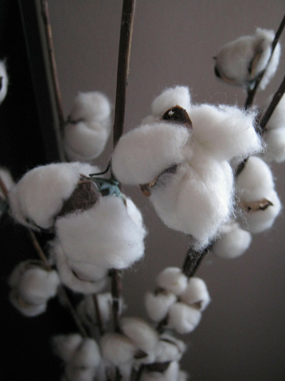 cotton plant white free photo