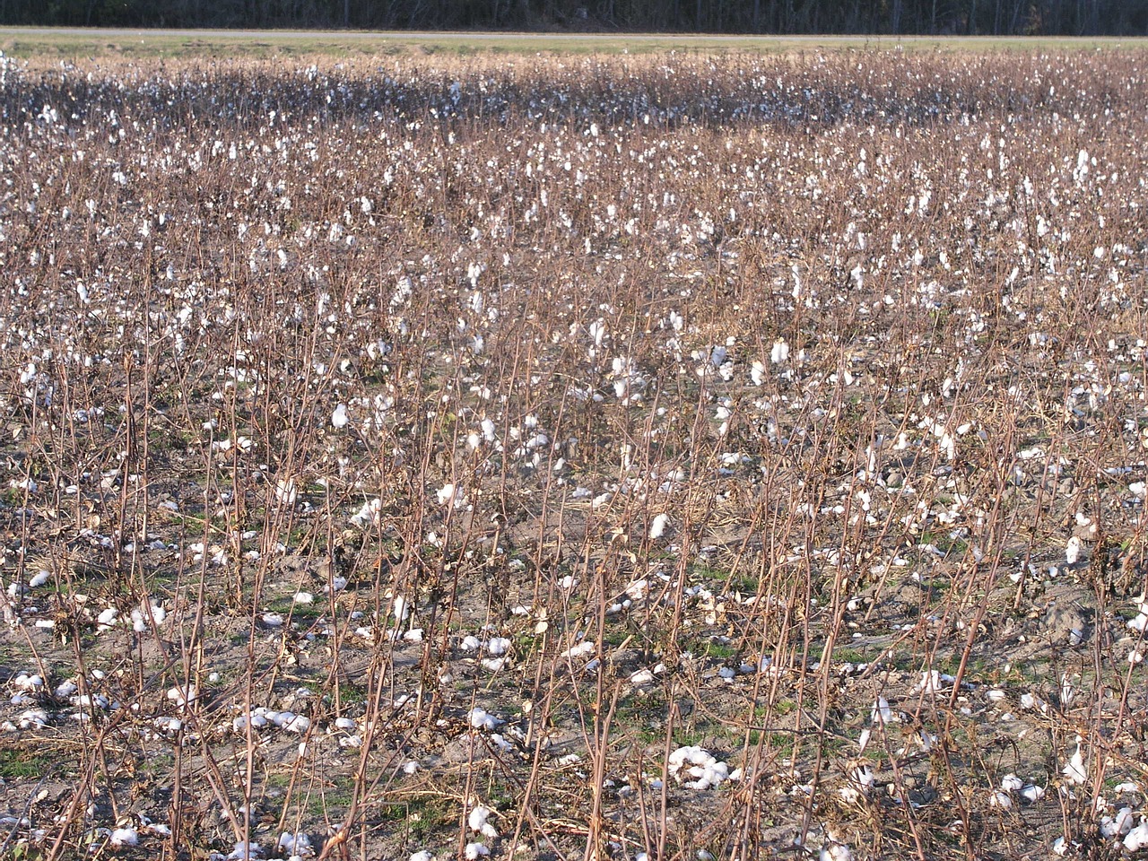 cotton crop plant free photo