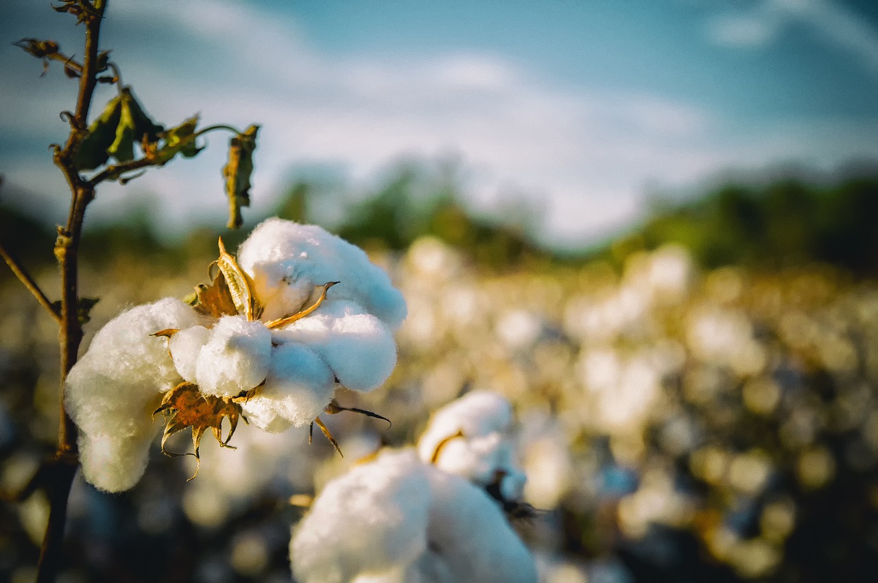 cotton south alabama free photo