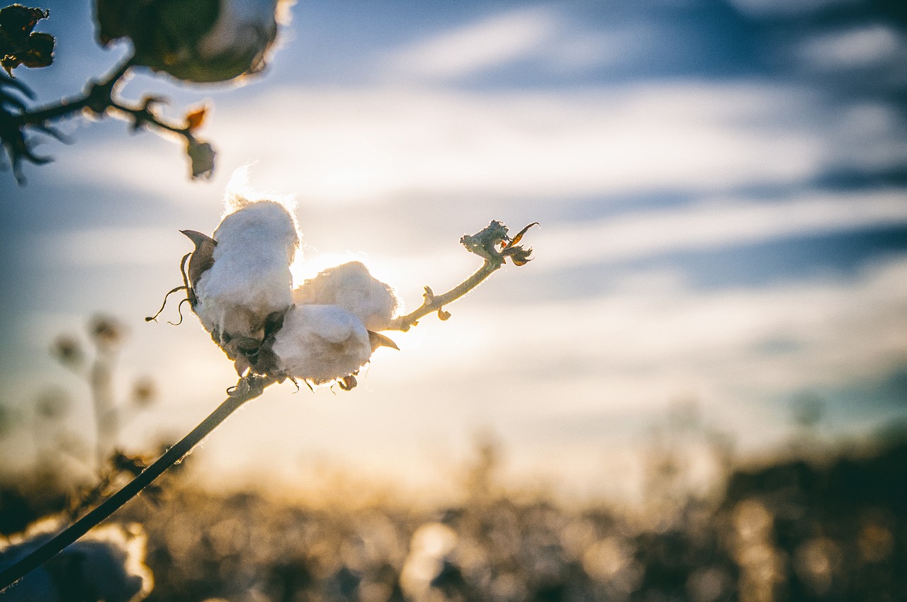 cotton south alabama free photo