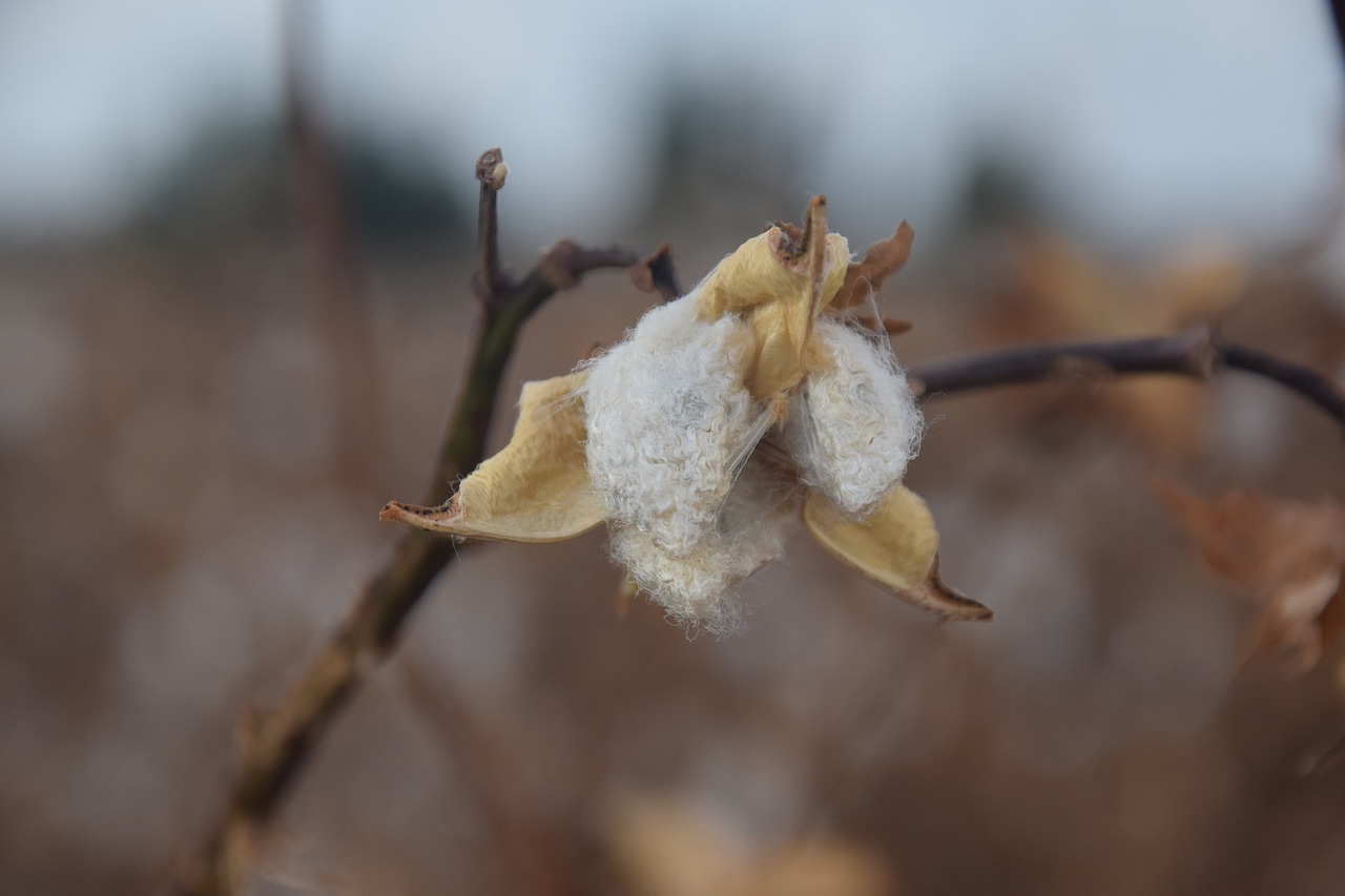 cotton fall agriculture free photo