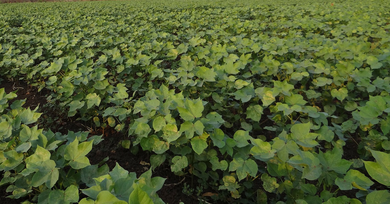 cotton highyielding seedlings free photo