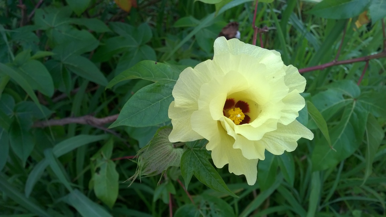 cotton  flower  flowers free photo