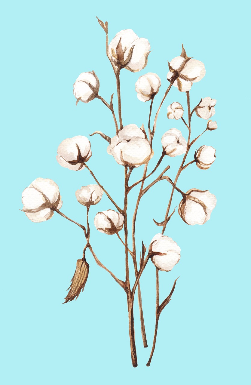 cotton  plant  agriculture free photo