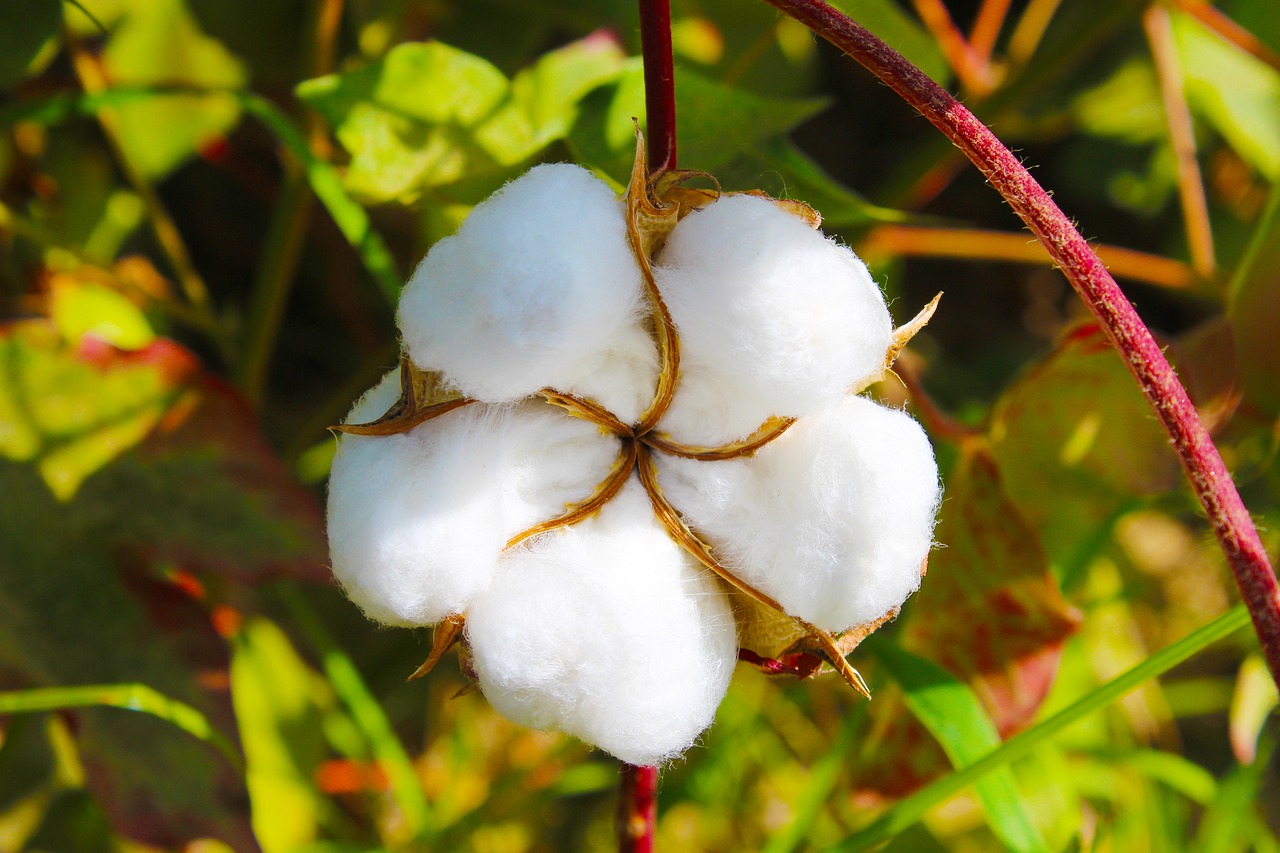cotton  tajikistan  buttermilk free photo