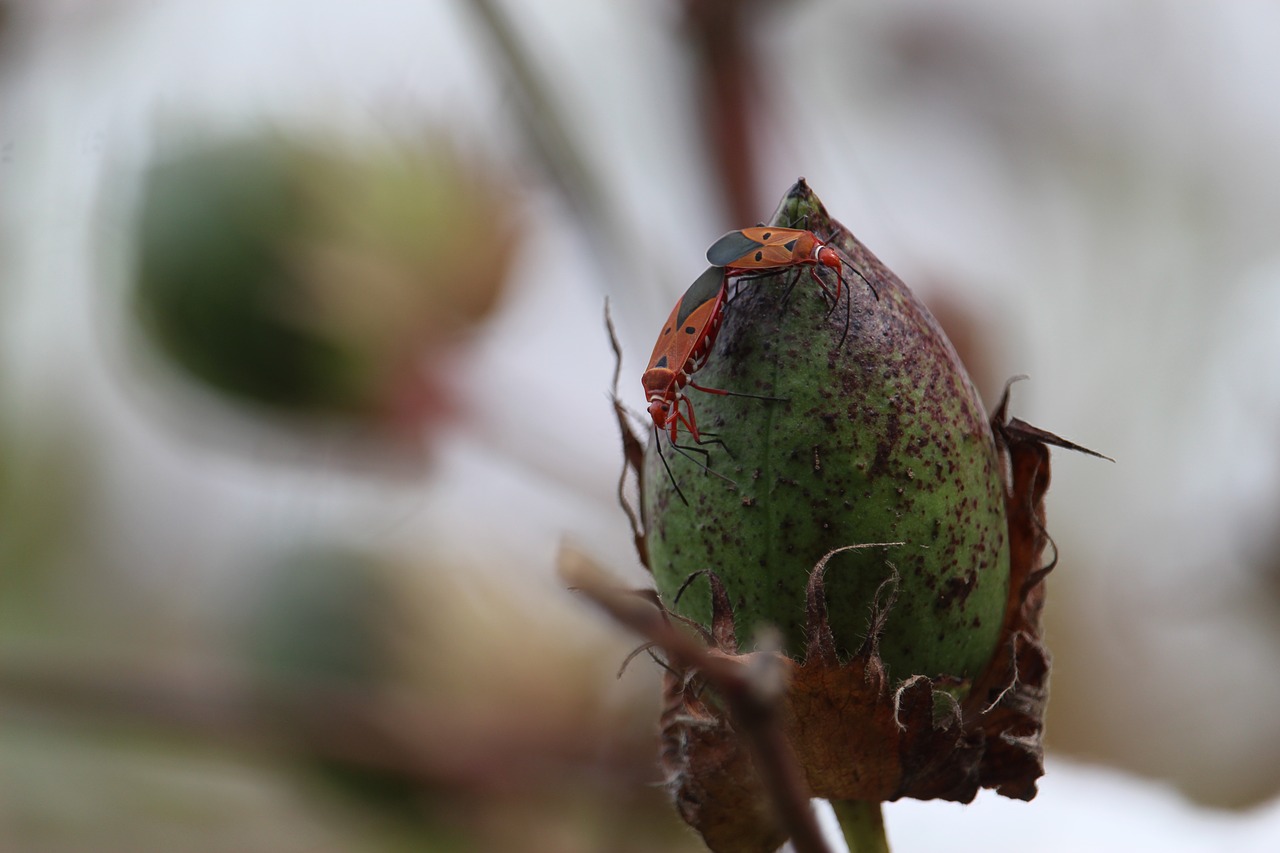 cotton  jungle beetle  cotton garden free photo