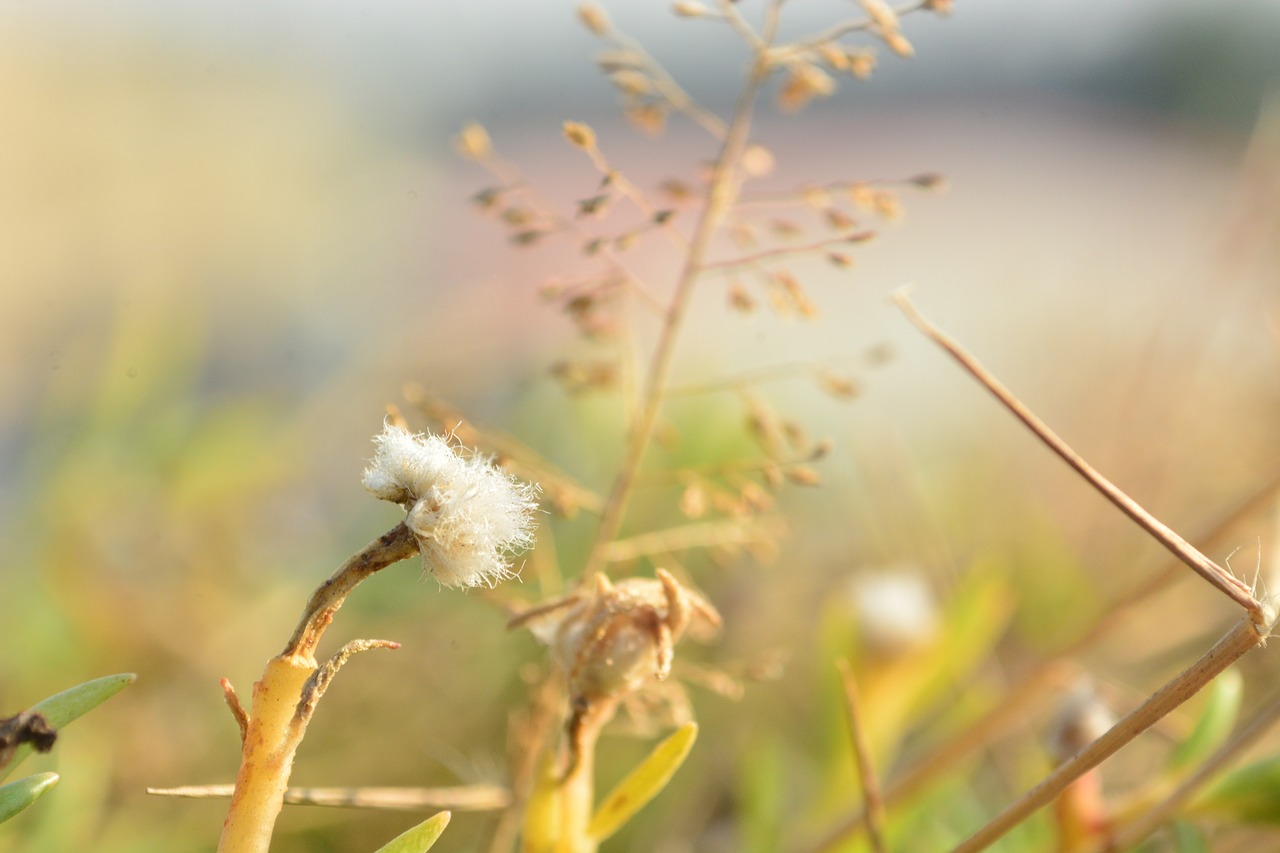 cotton  plant  breeze free photo