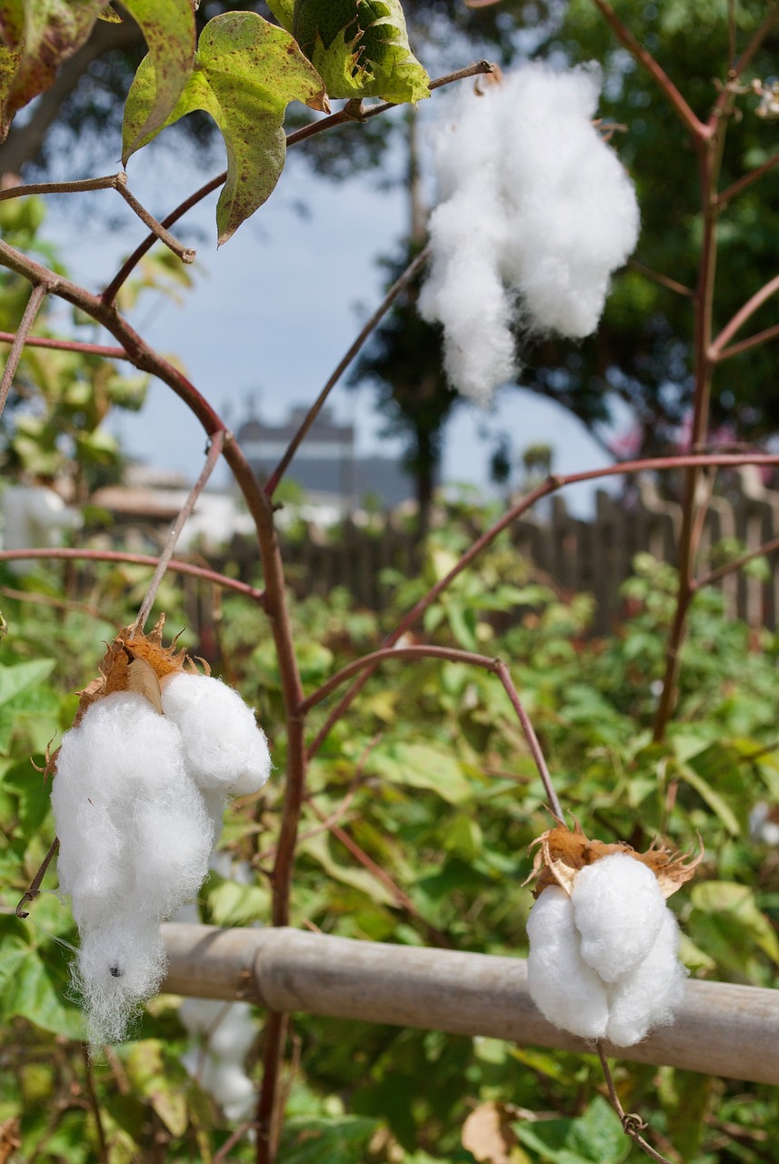 cotton  lima  peru free photo