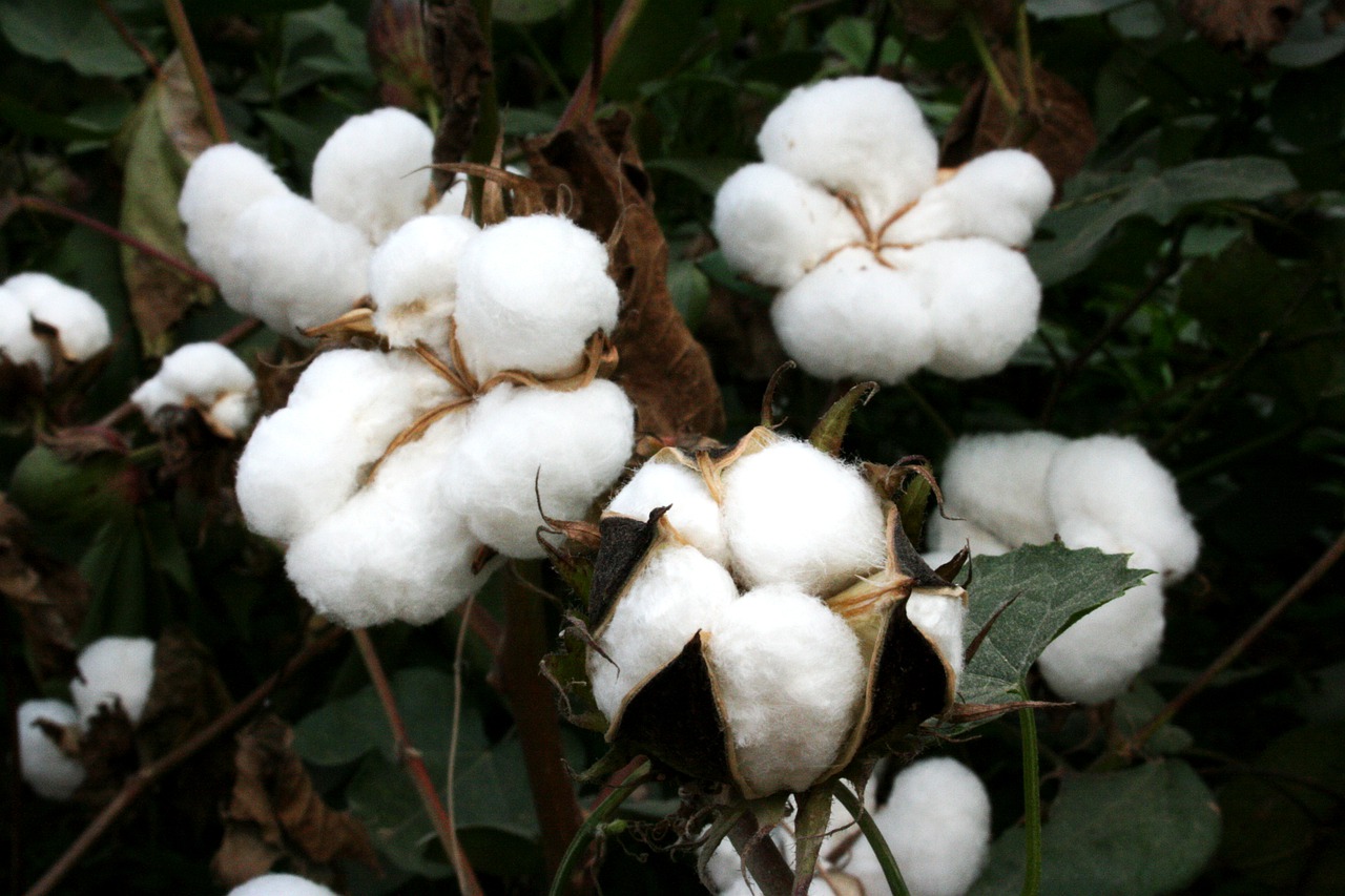 cotton  bt cotton  gmo free photo