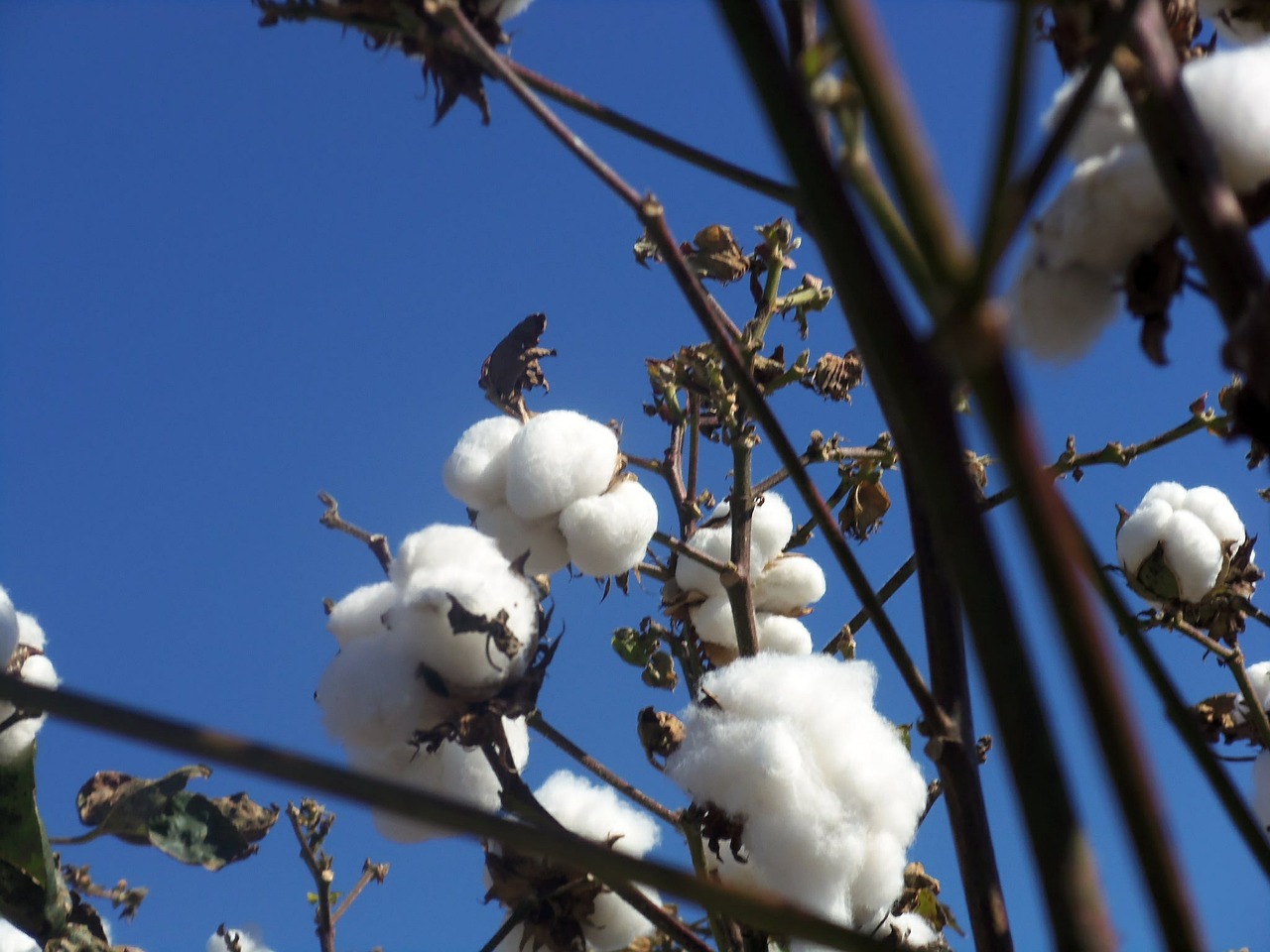 cotton white plant free photo