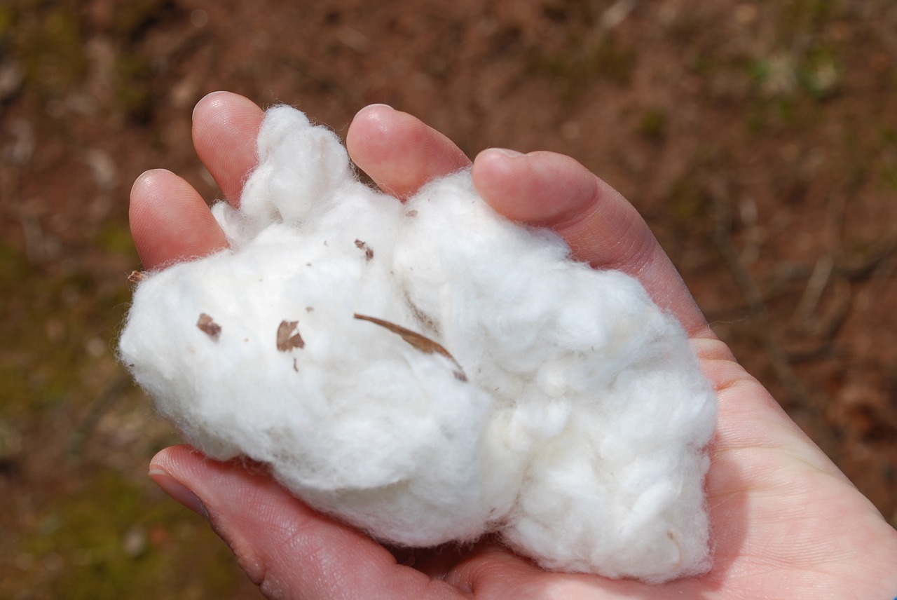 cotton farm fluffy free photo