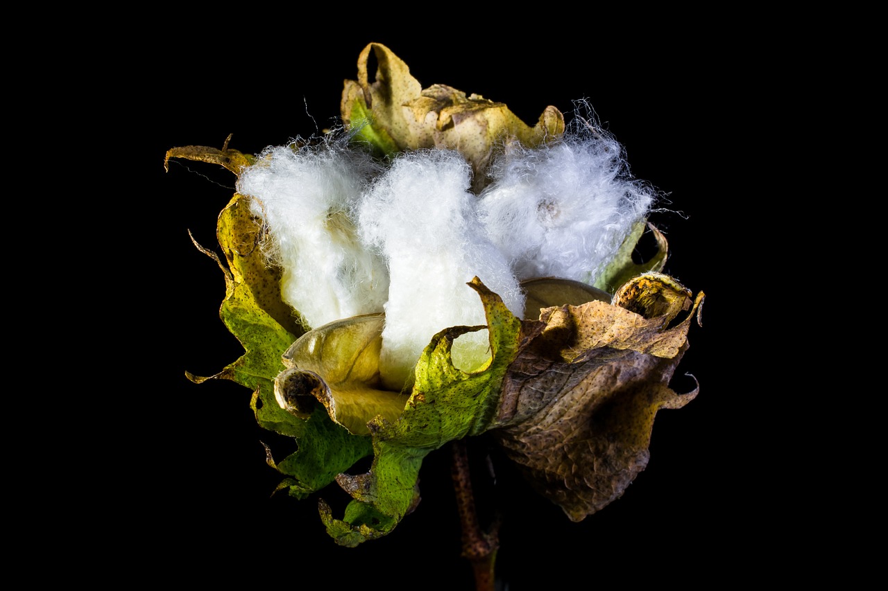 cotton capsule cotton cotton shrub free photo