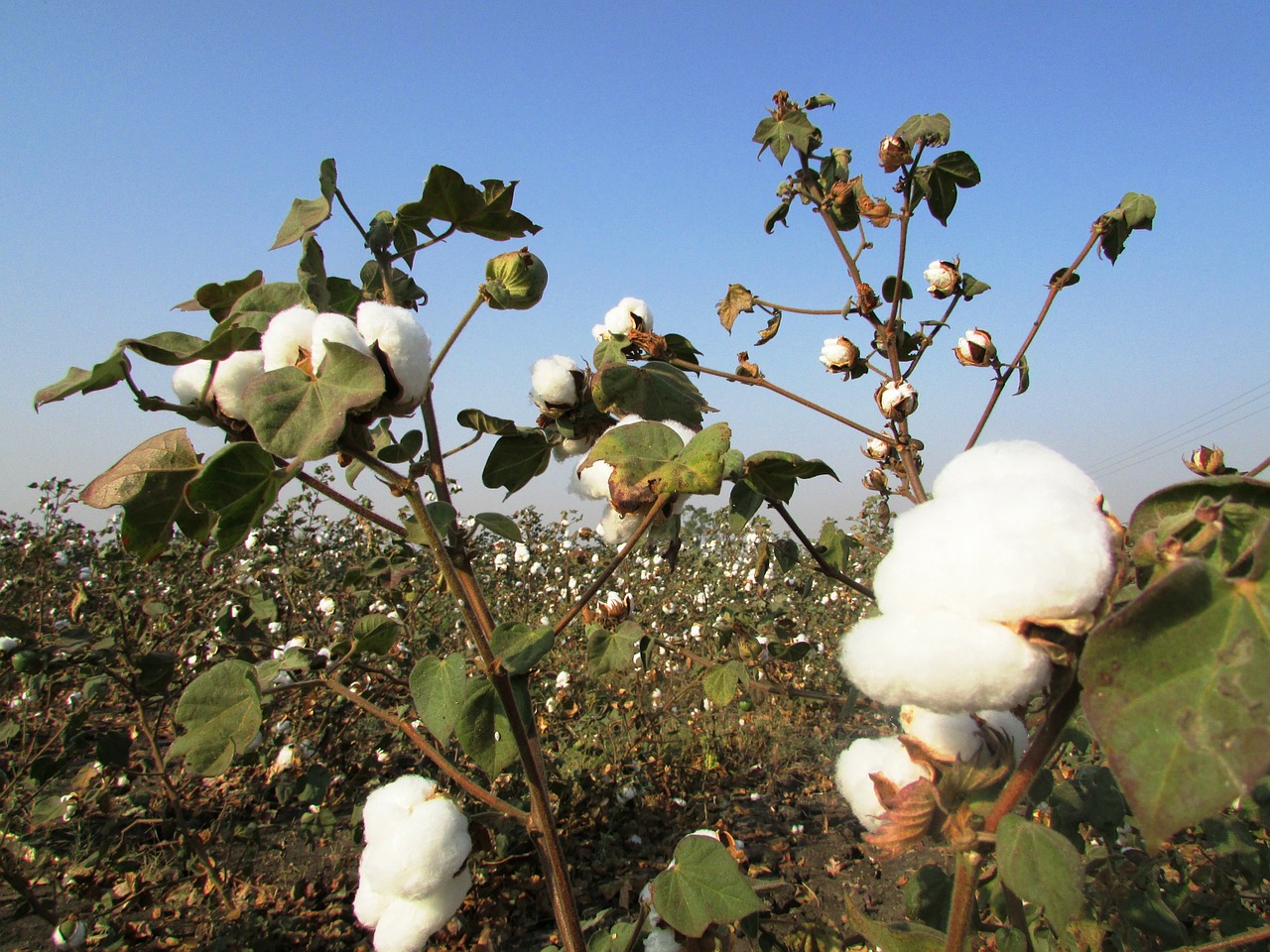 cotton crop cotton tree plant free photo