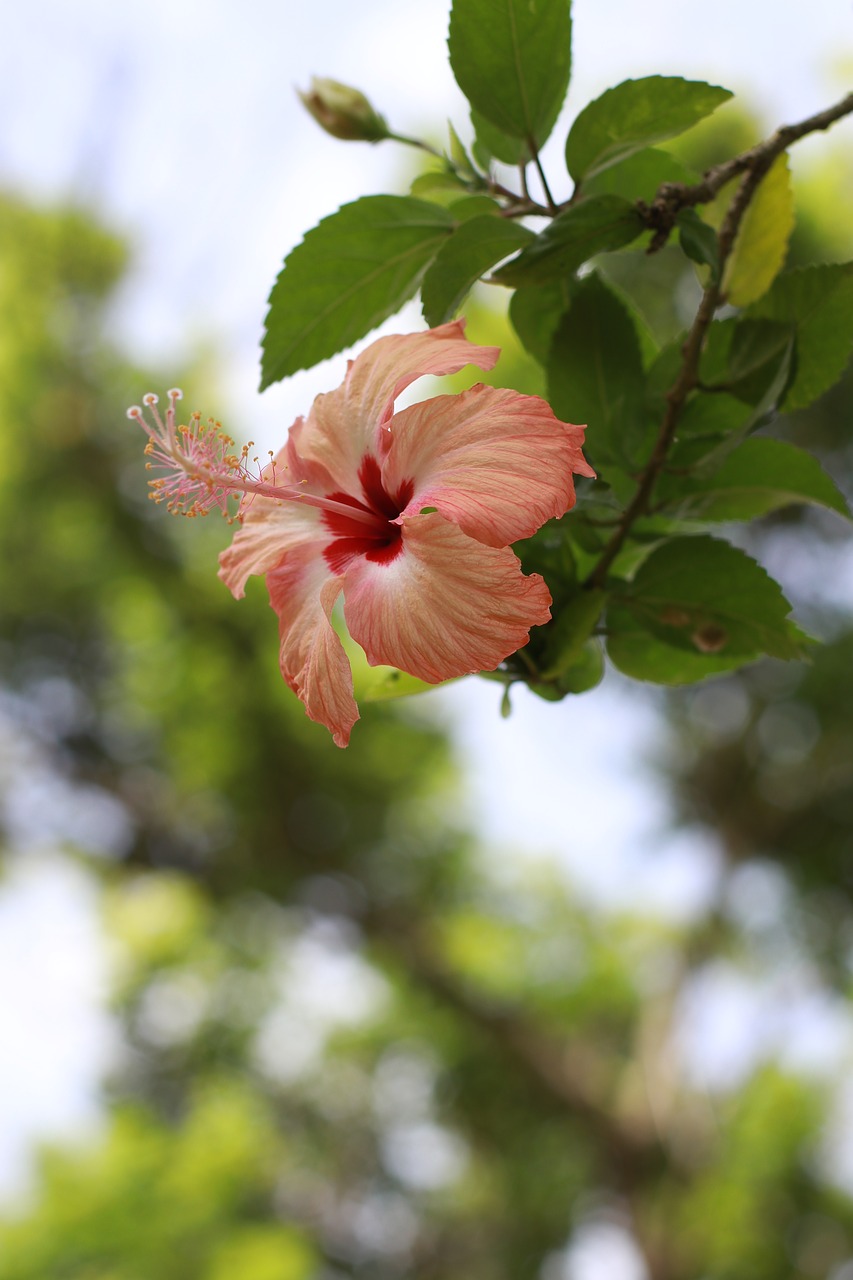 cotton fight floral cotton fight cotton we free photo