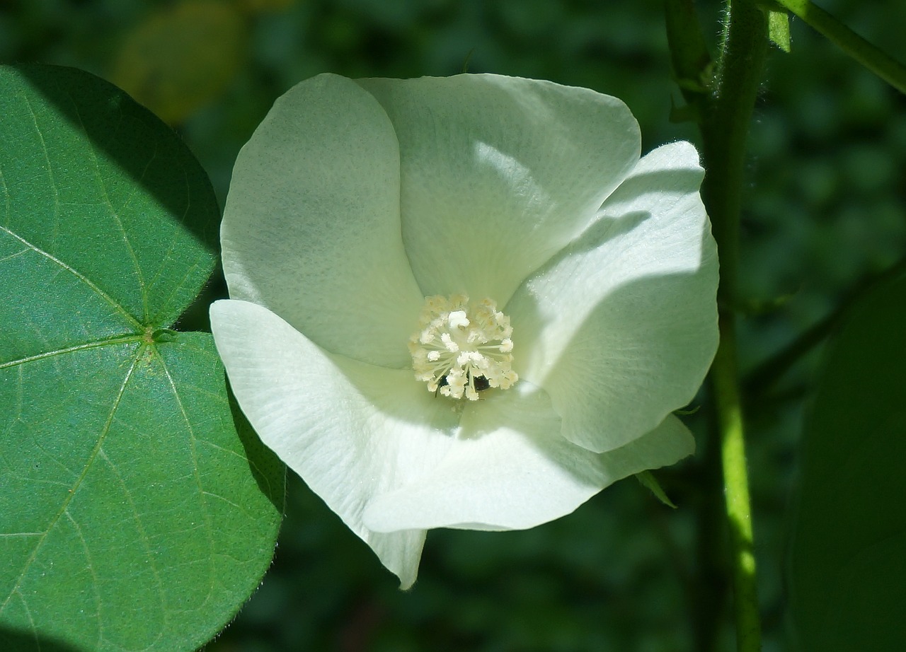 cotton flower cotton flower free photo