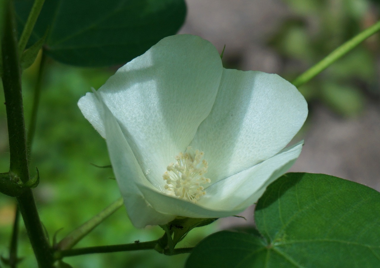 cotton flower cotton flower free photo