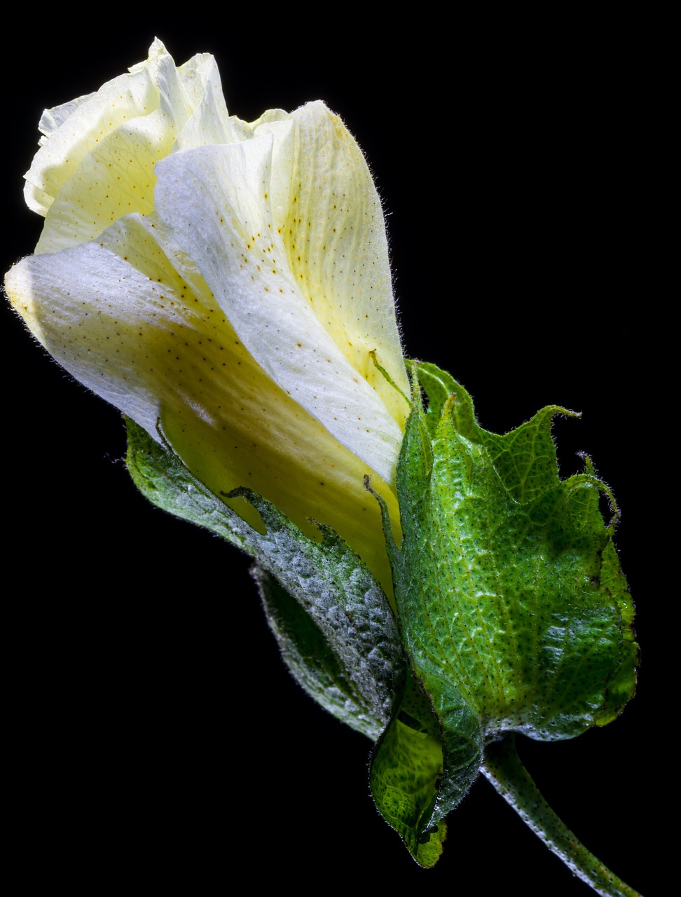 cotton flower blossom bloom free photo