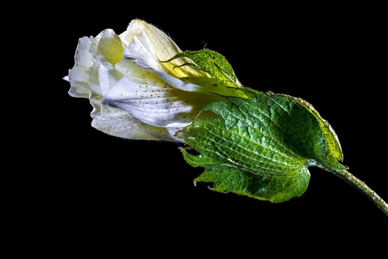 cotton flower blossom bloom free photo