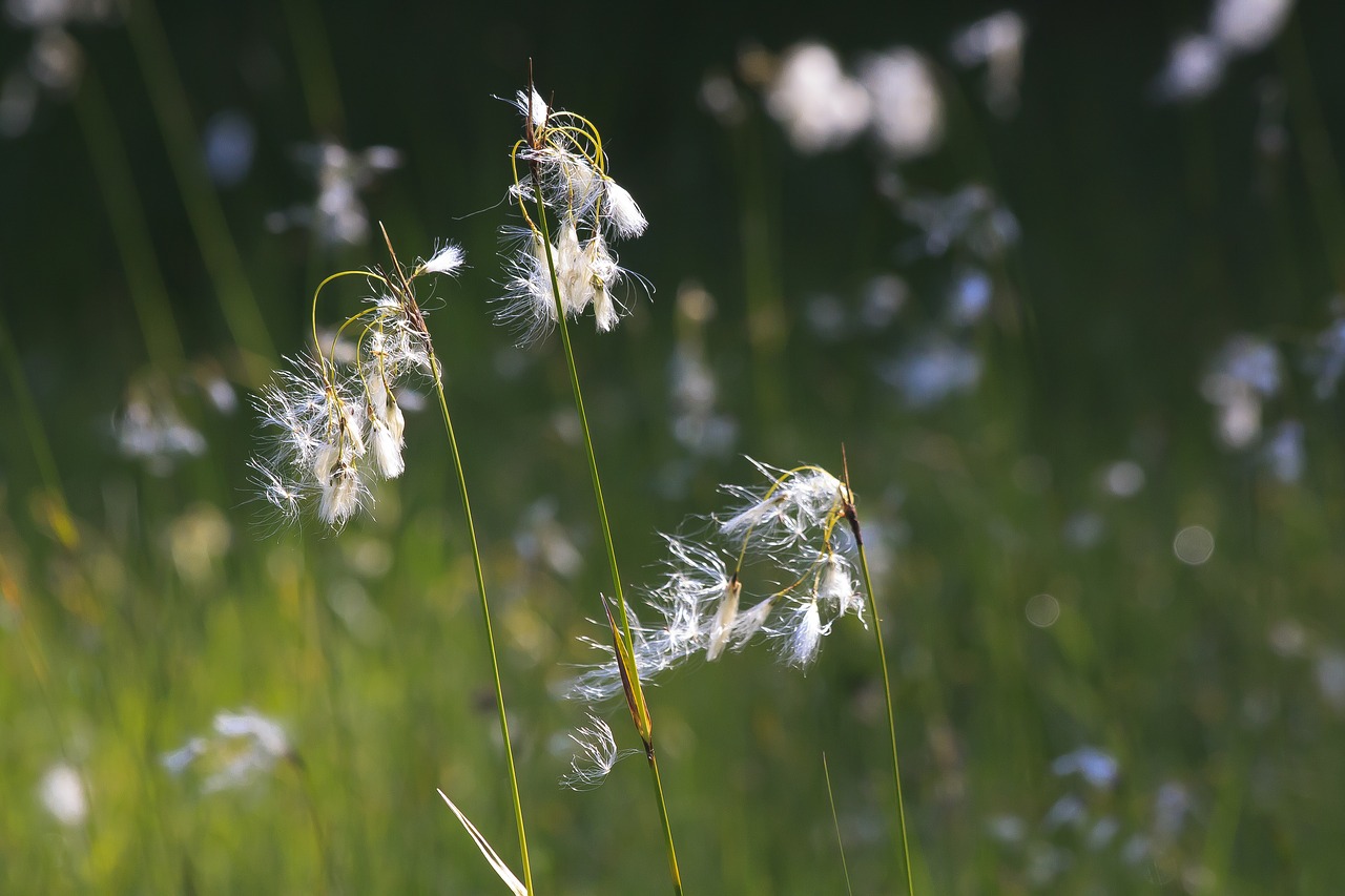 cotton grass  eriophorum  plant free photo