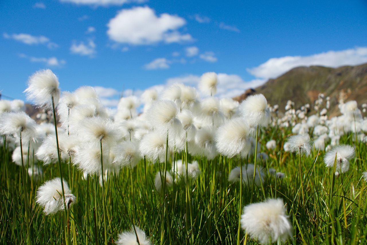 cotton grass flowers iceland free photo