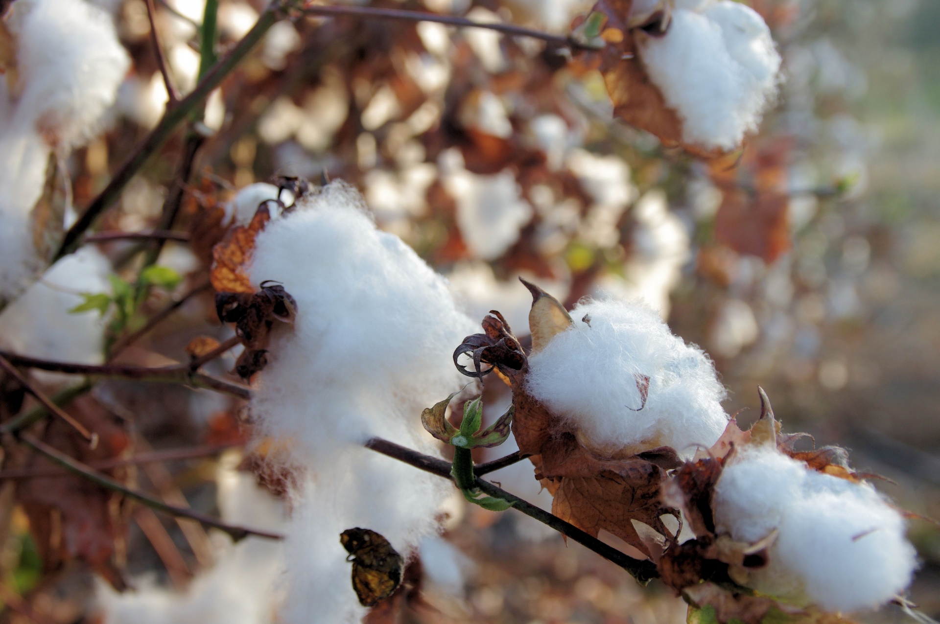 cotton cotton fields agriculture free photo