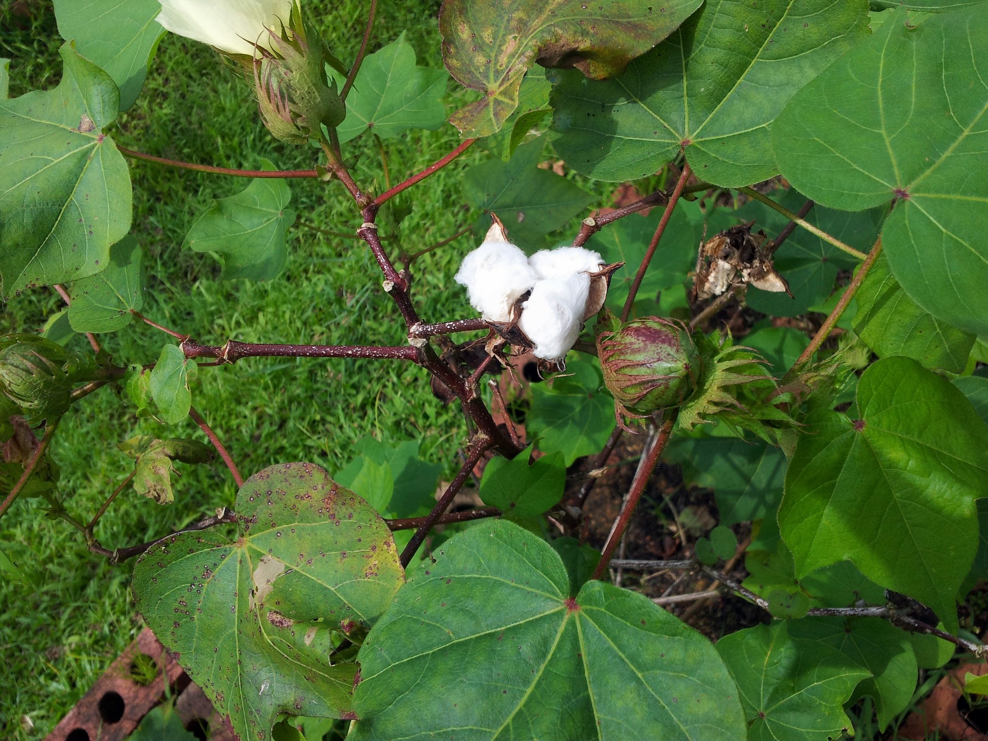 cotton plant buds cotton flower cotton plant with buds free photo