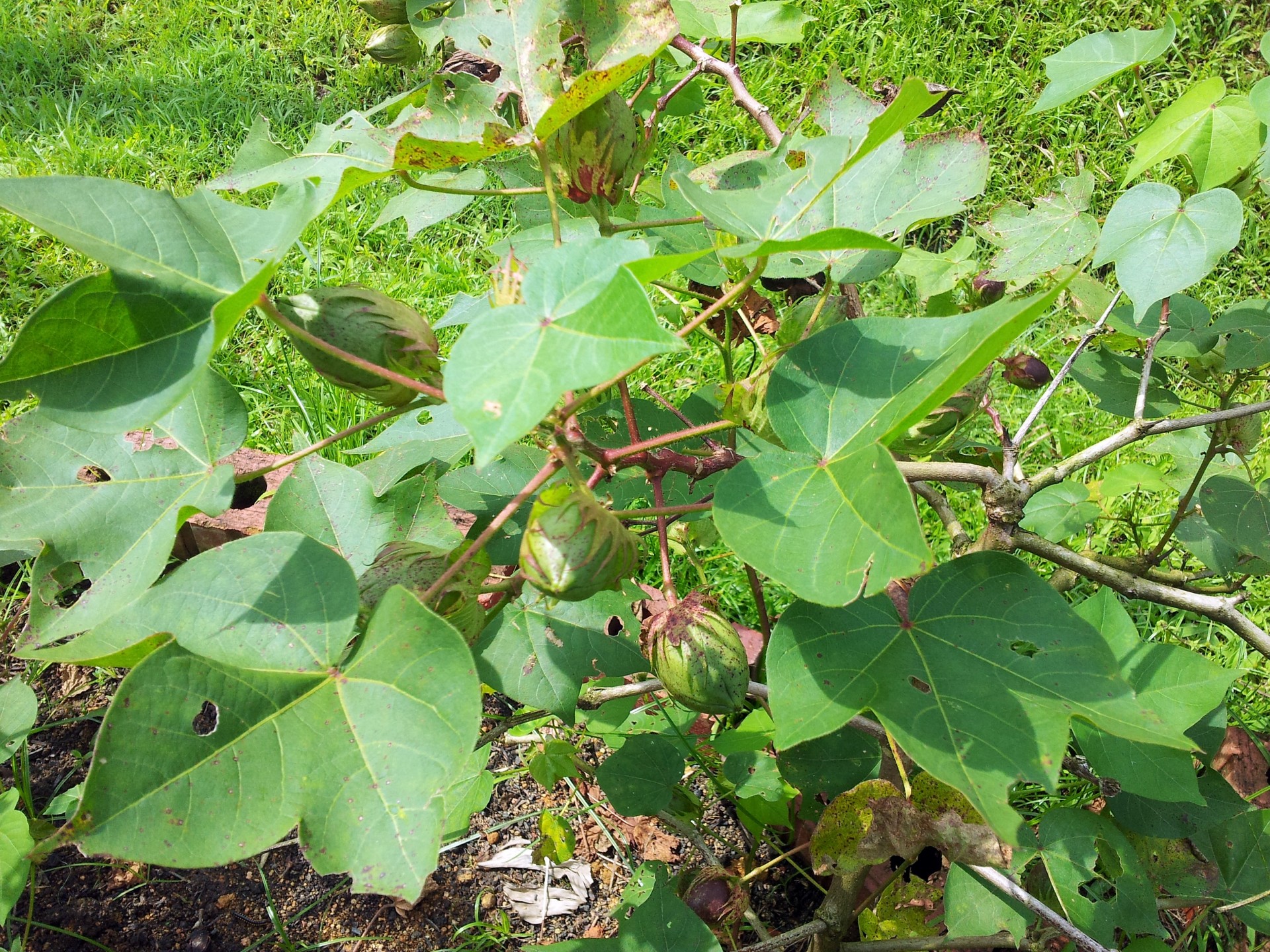 cotton plant buds free photo