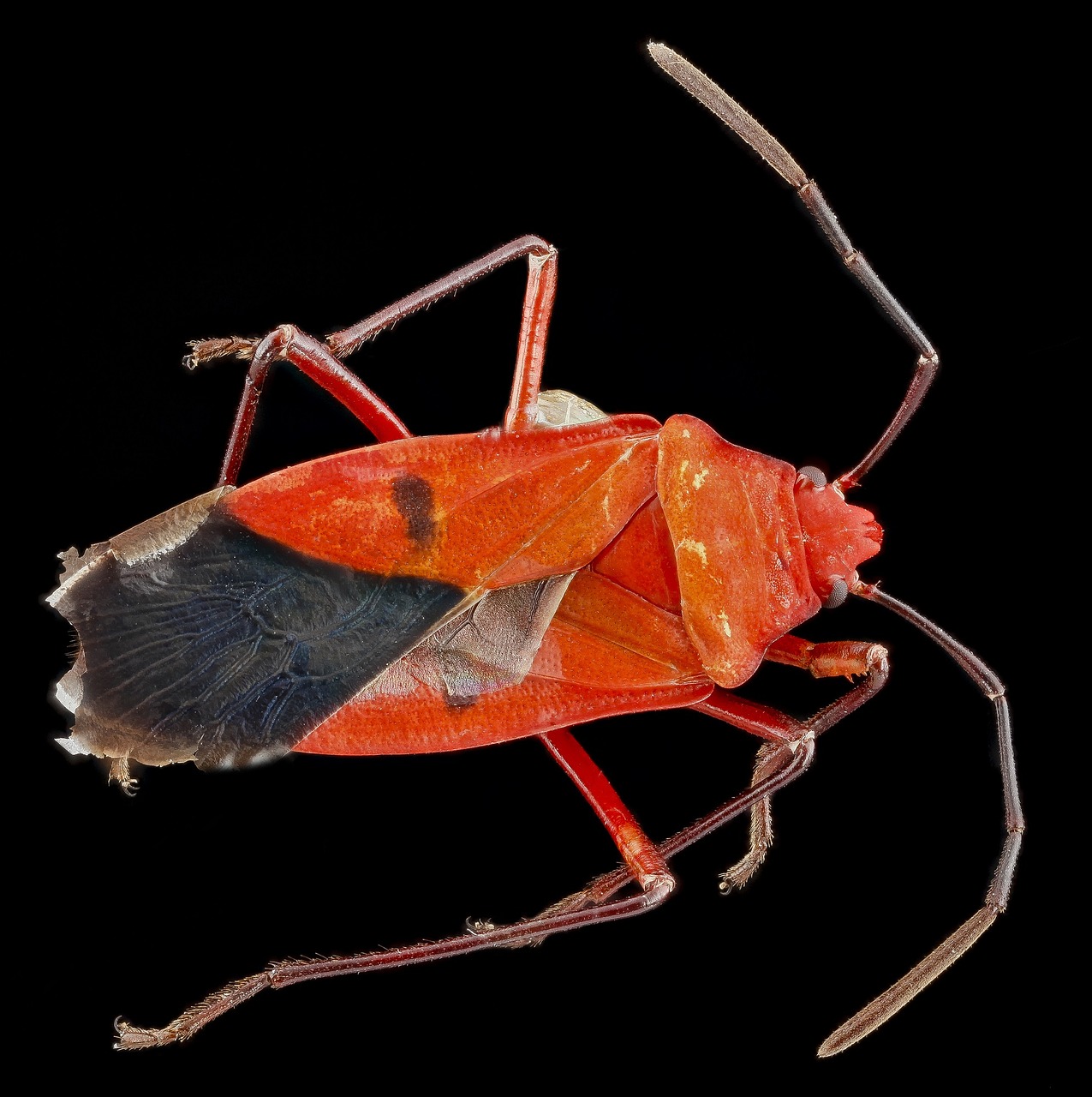 cotton stainer red cotton bug insect free photo