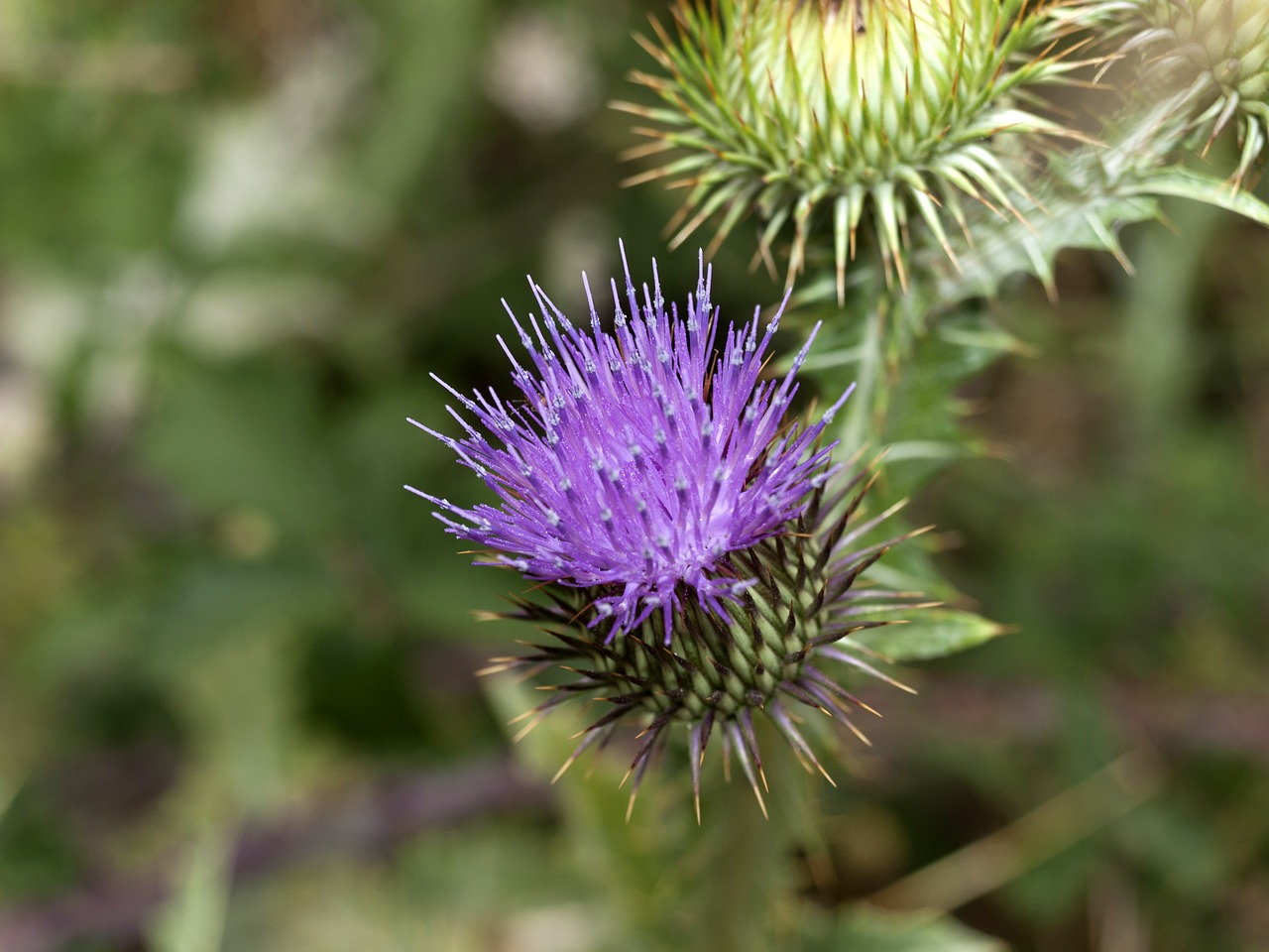 cotton thistle  flower thistle  cocoon flower thistle free photo