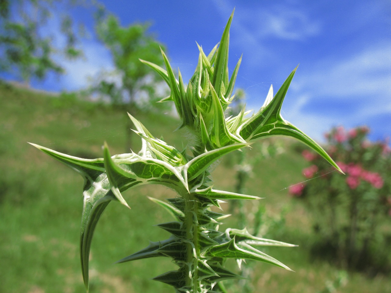 cotton thistle plant ansarina free photo