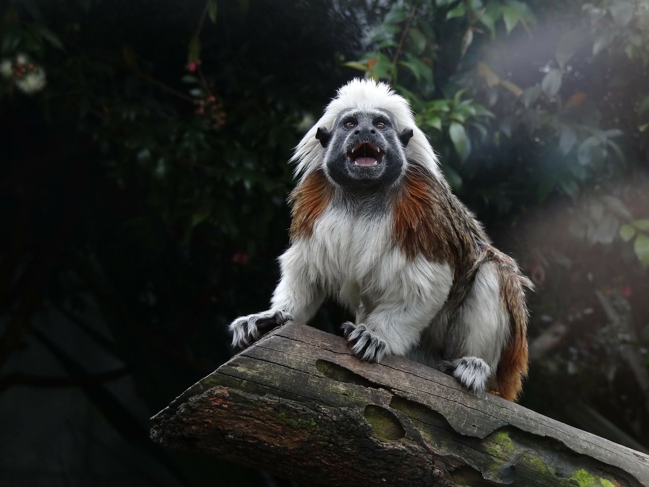 cotton top tamarin saguinus oedipus free photo