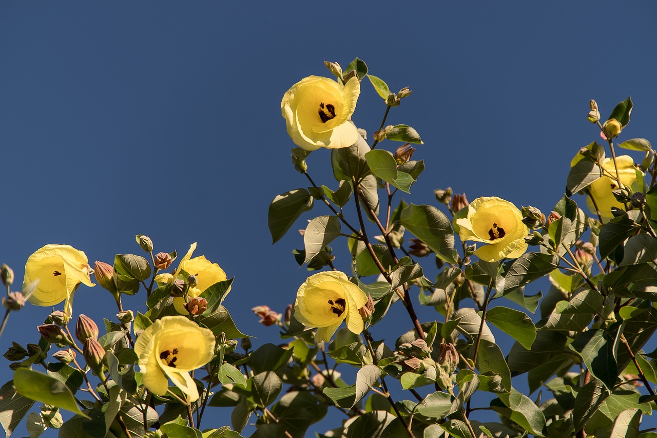 cotton tree hibiscus tiliaceus flowers free photo