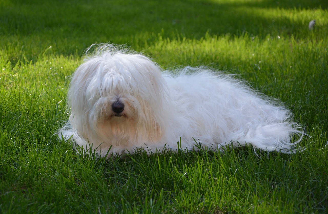 cotton tulear adult female free photo