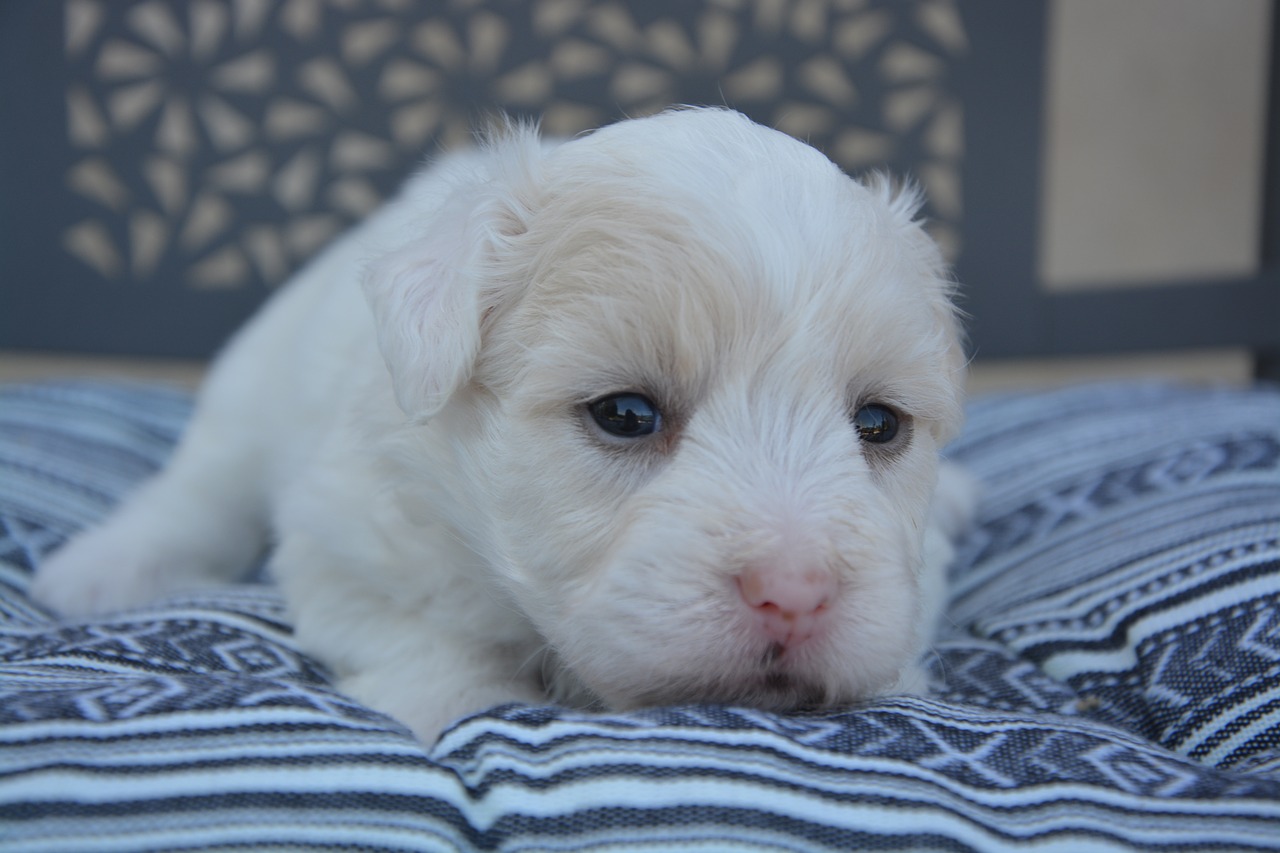 cotton tulear puppy dog free photo