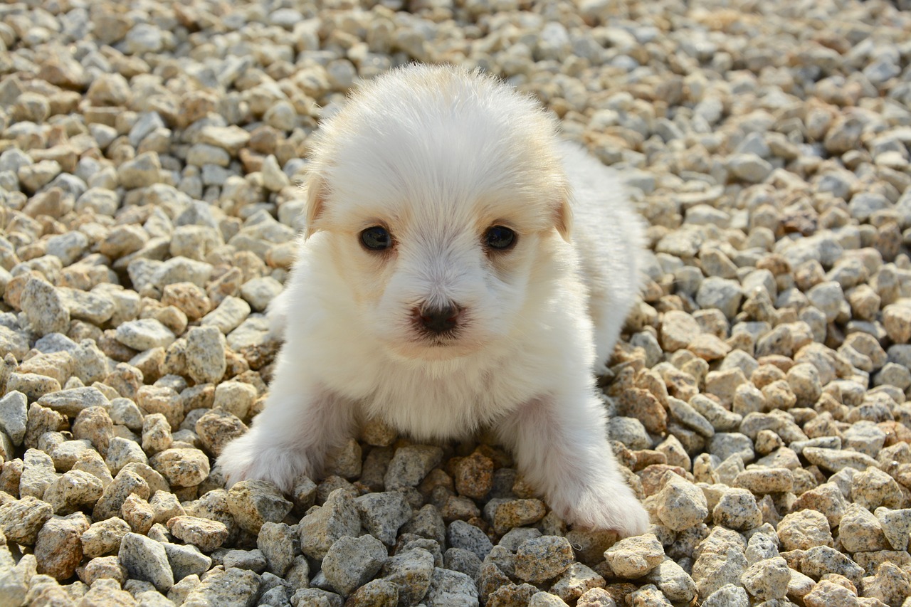 cotton tulear age one month dog free photo