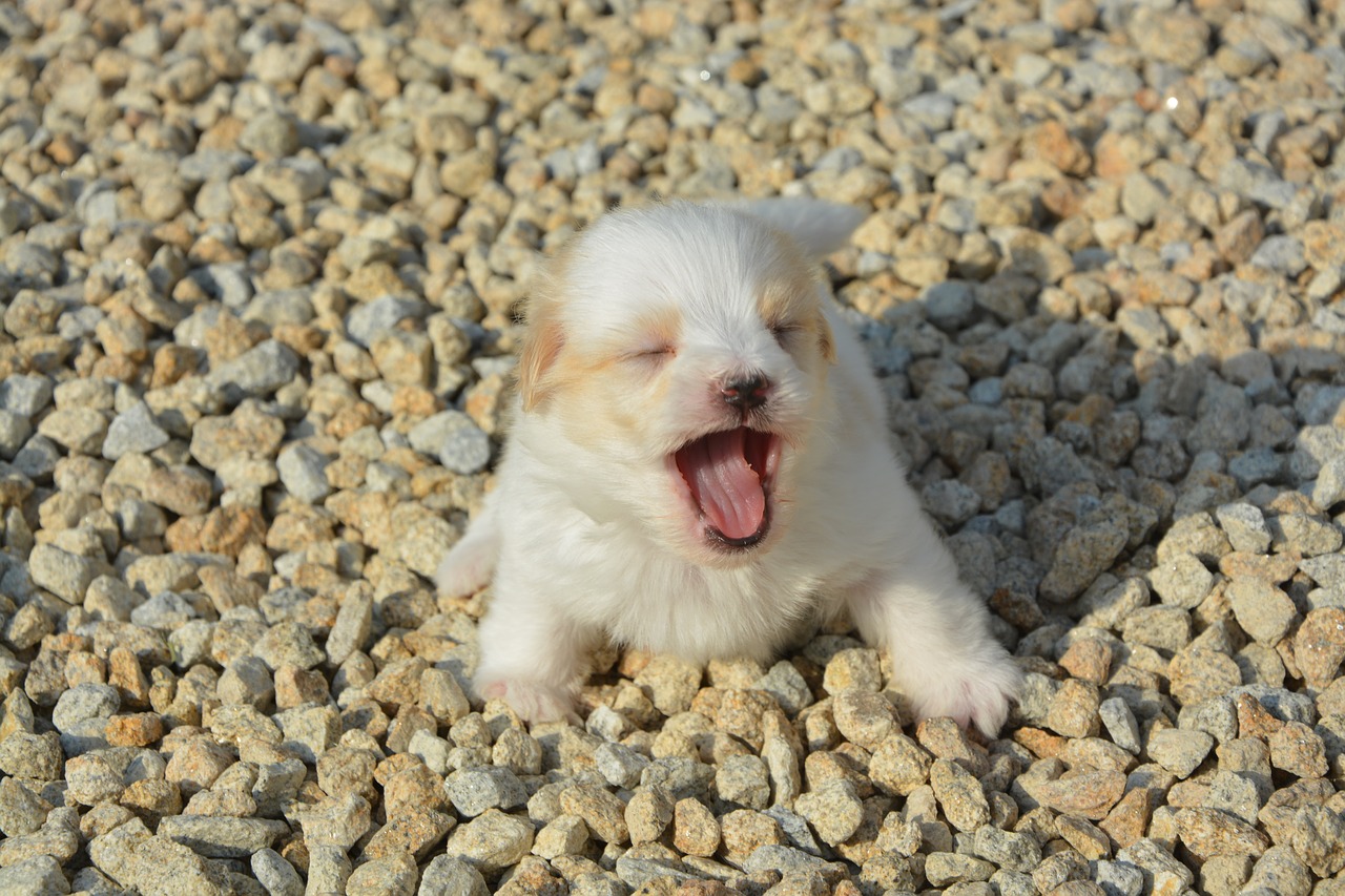 cotton tulear age one month dog free photo