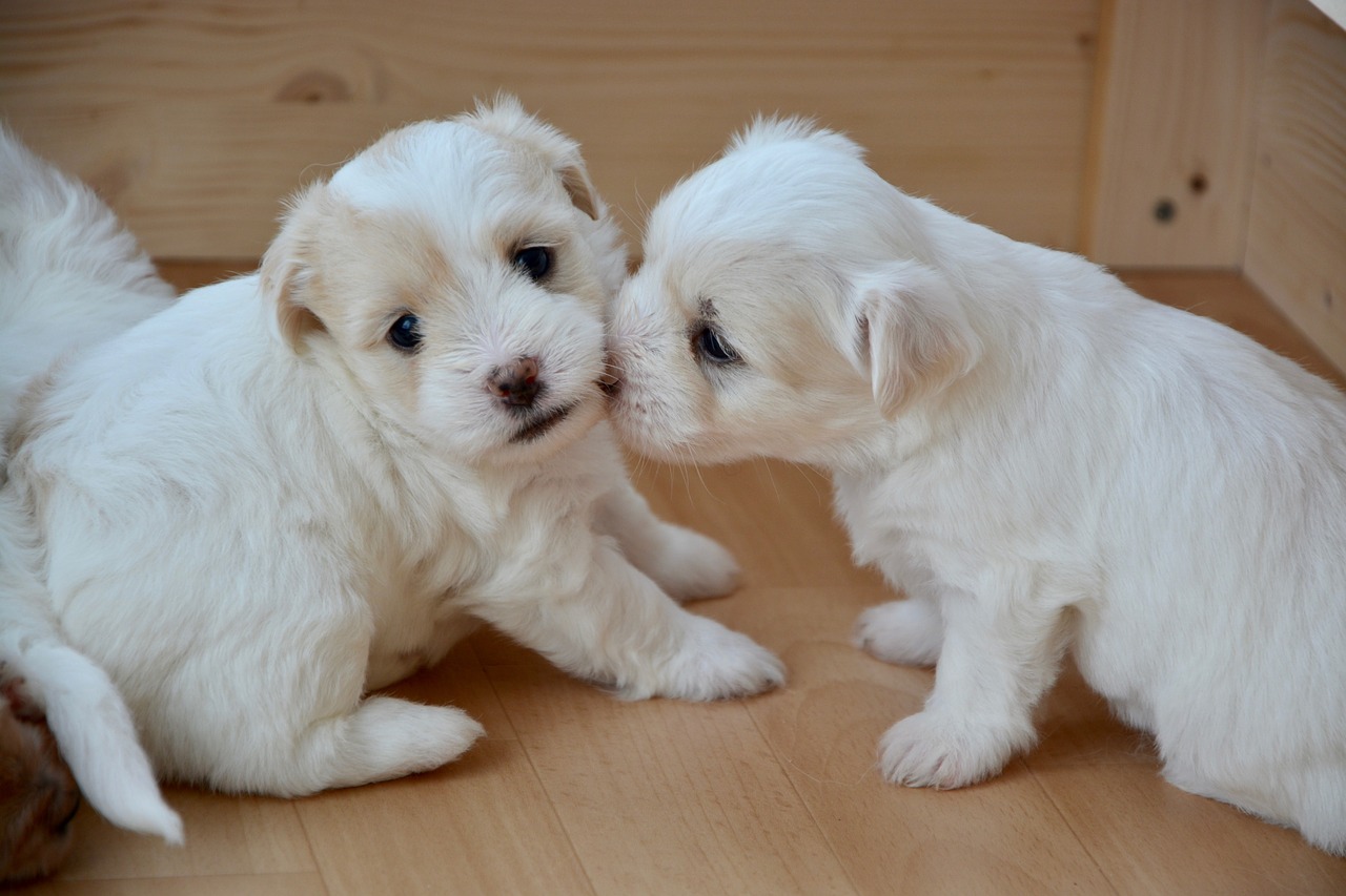 cotton tulear puppies animal free photo