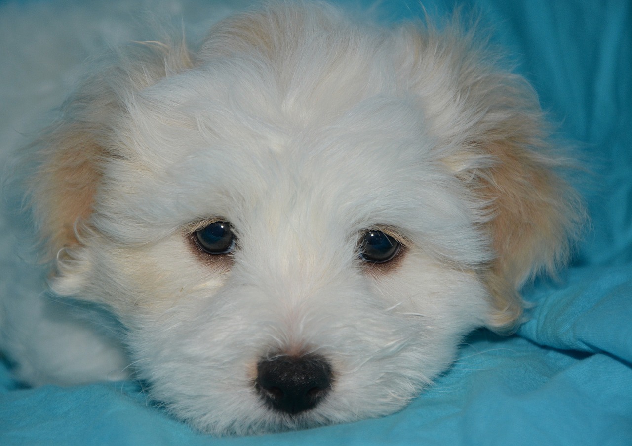 cotton tulear puppy dog free photo