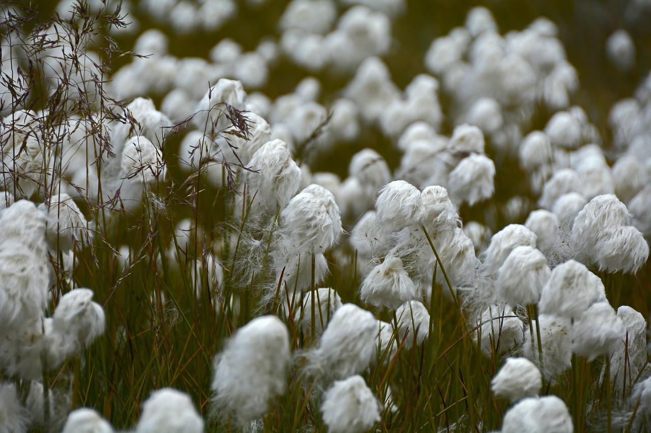 cottongrass plant white free photo