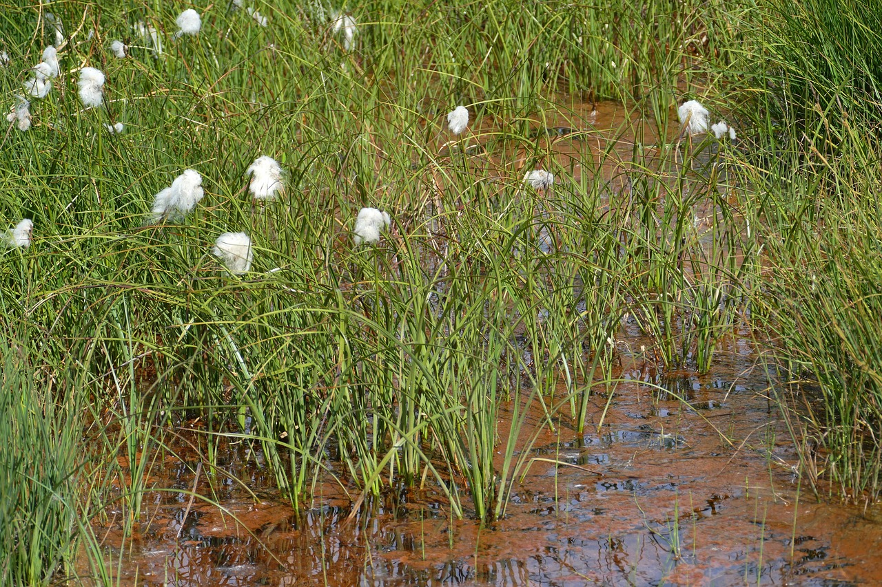 cottongrass moor swamp free photo