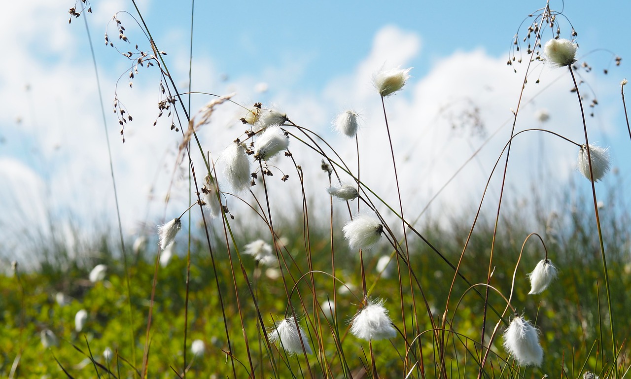 cottongrass  mountain landscape  summer free photo