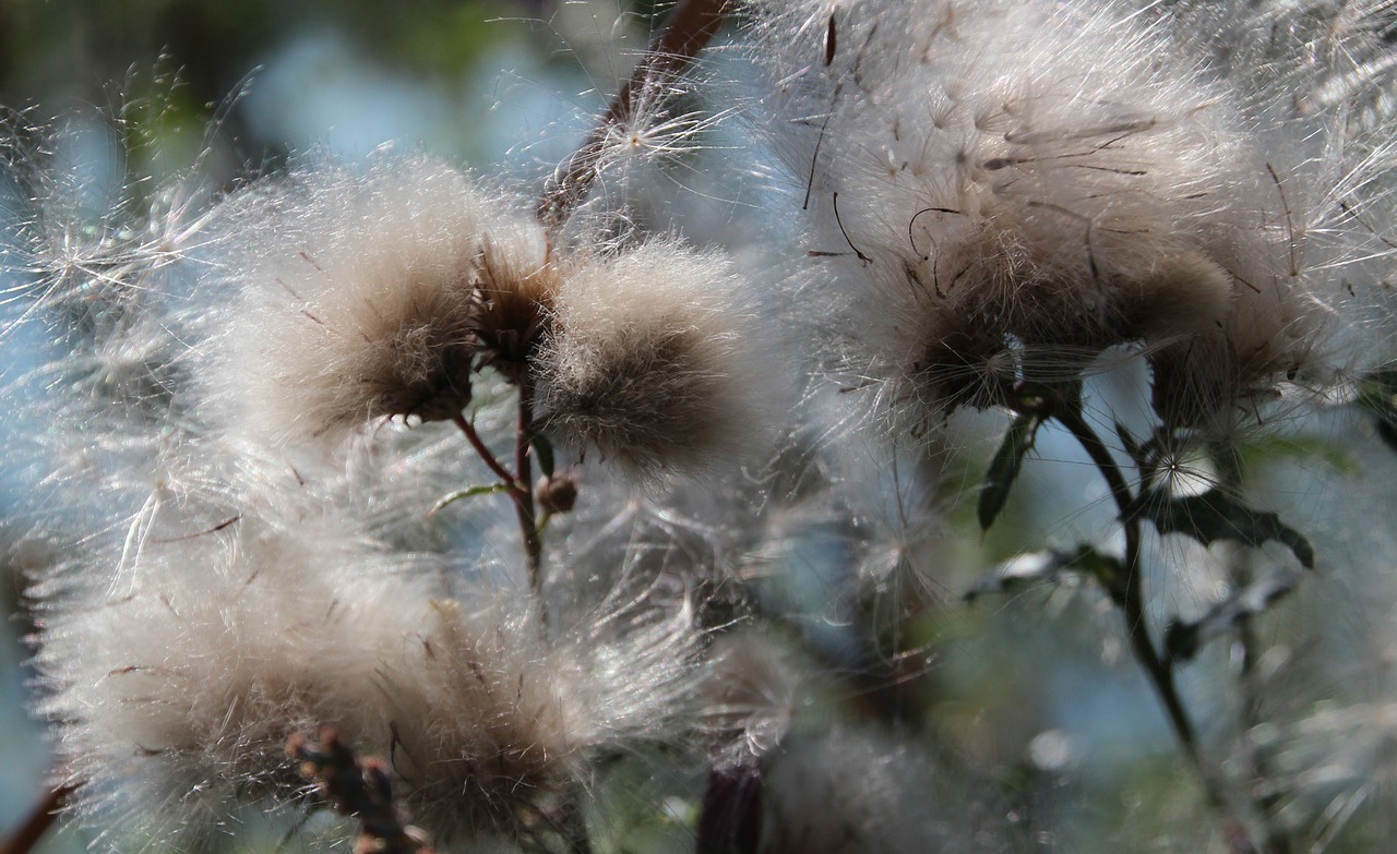 cottongrass seeds nature free photo