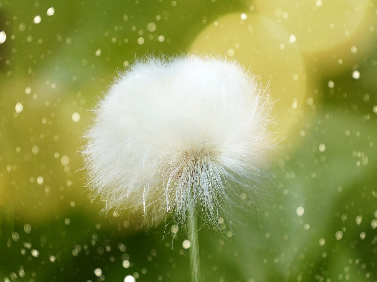 cottongrass scheuchzer wollgras blossom free photo