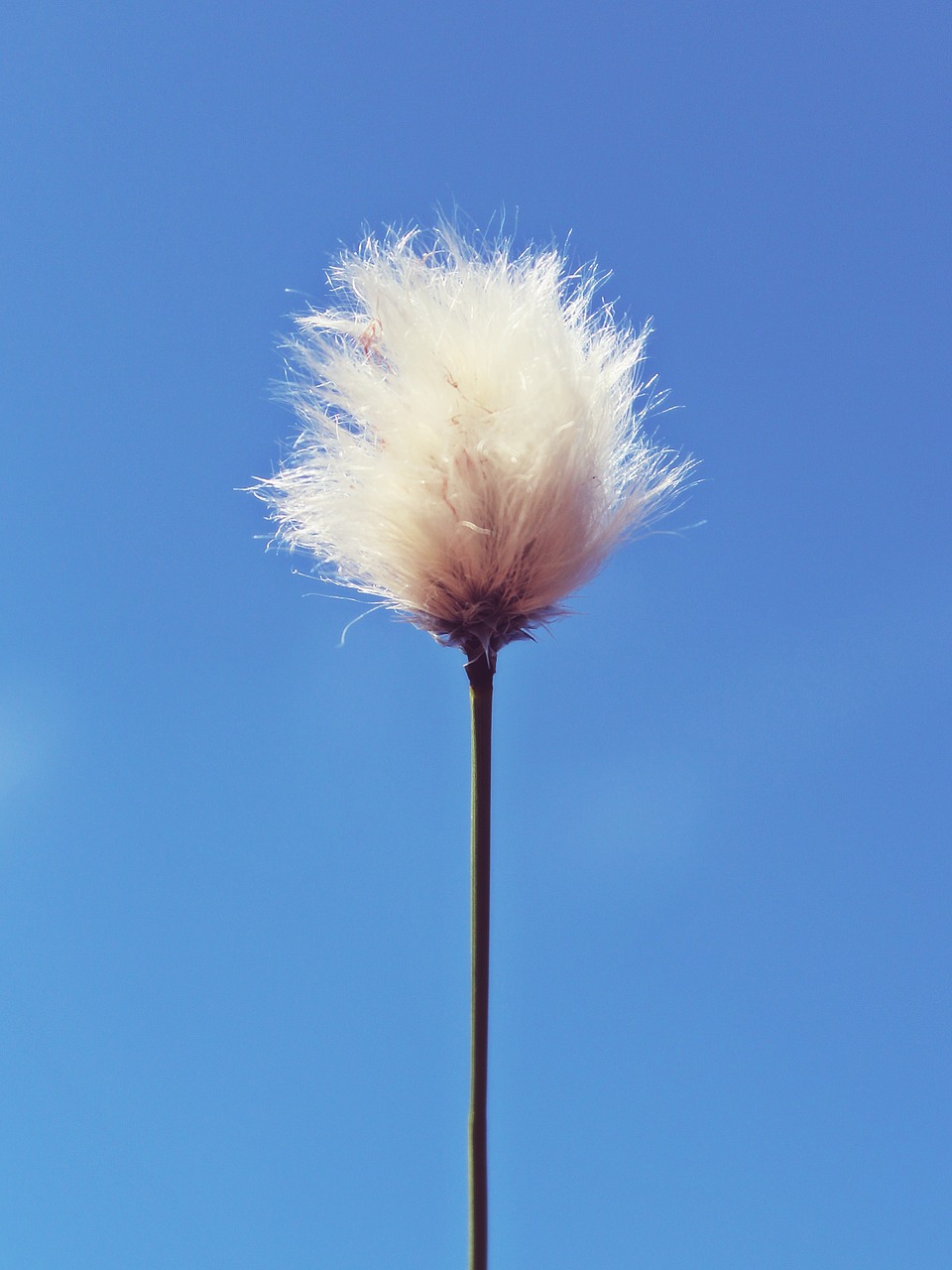 cottongrass moor cotton flower free photo