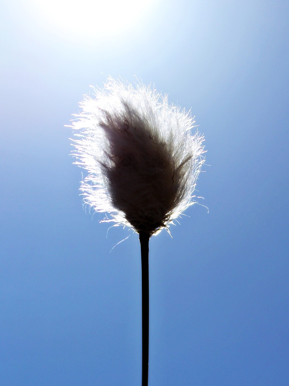 cottongrass moor cotton flower free photo