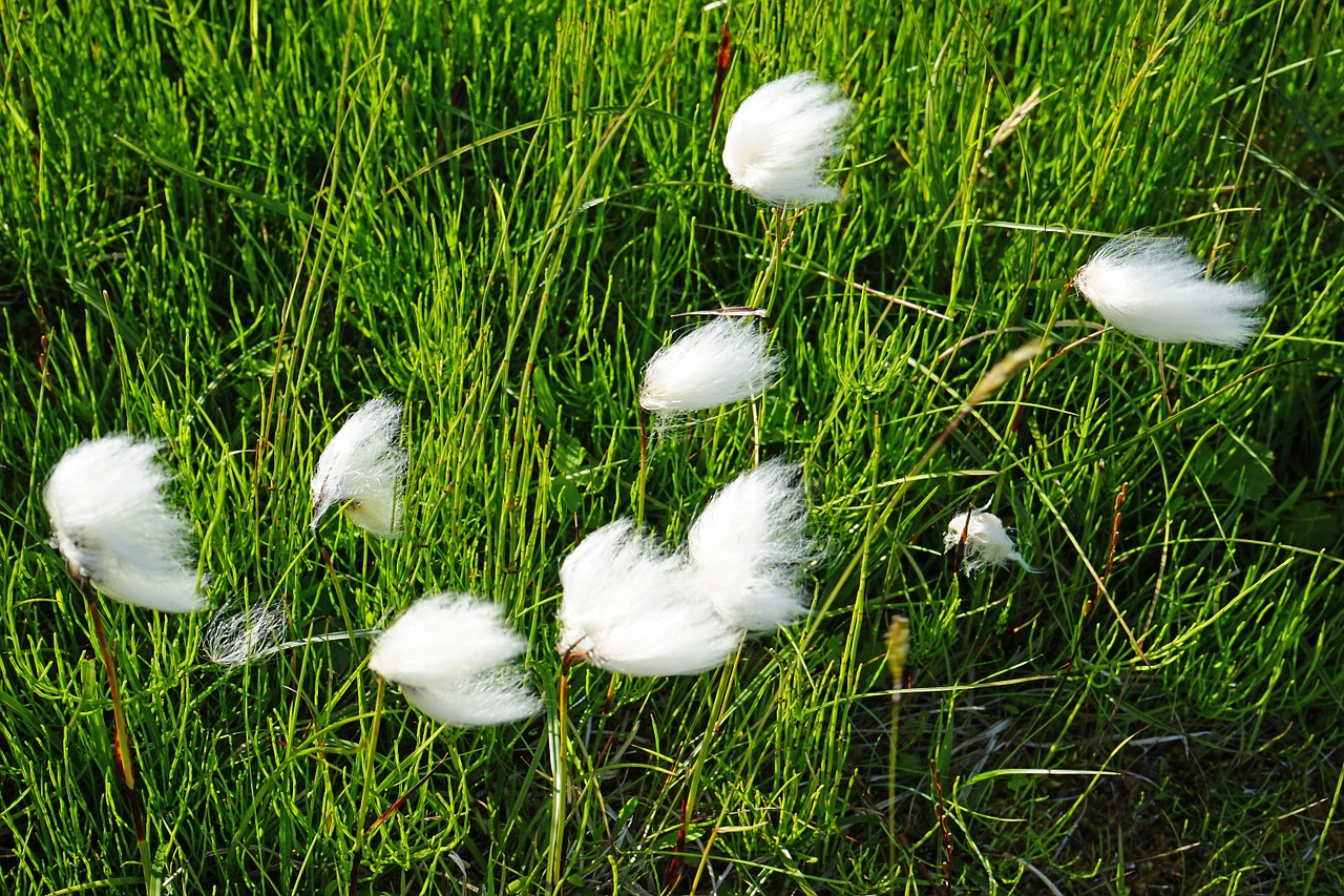 cottongrass iceland woolly free photo