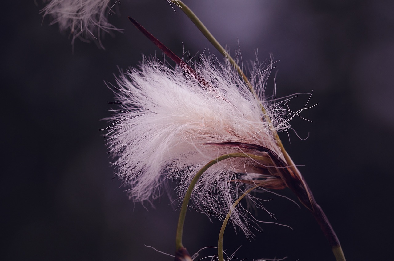 cottongrass plant fluffy free photo