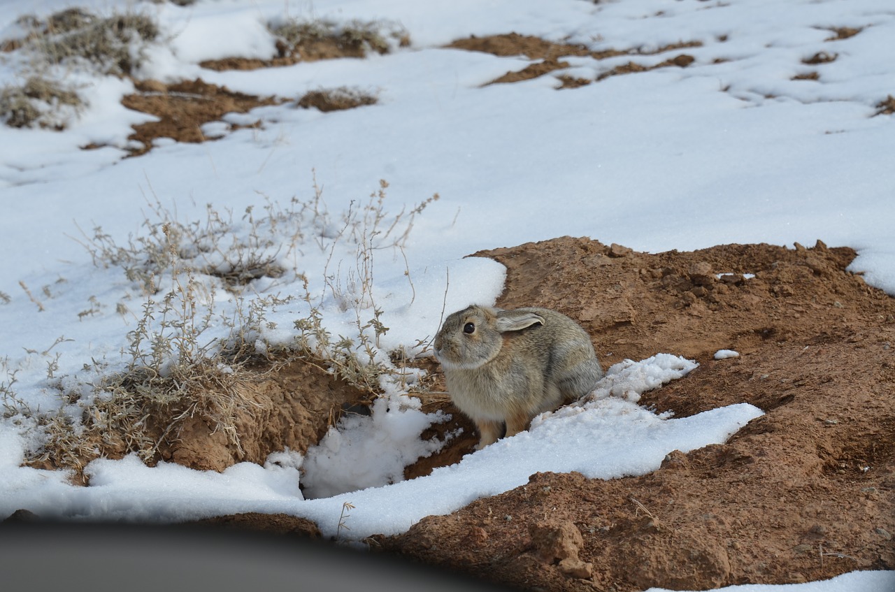 cottontail rabbit bunny animal free photo
