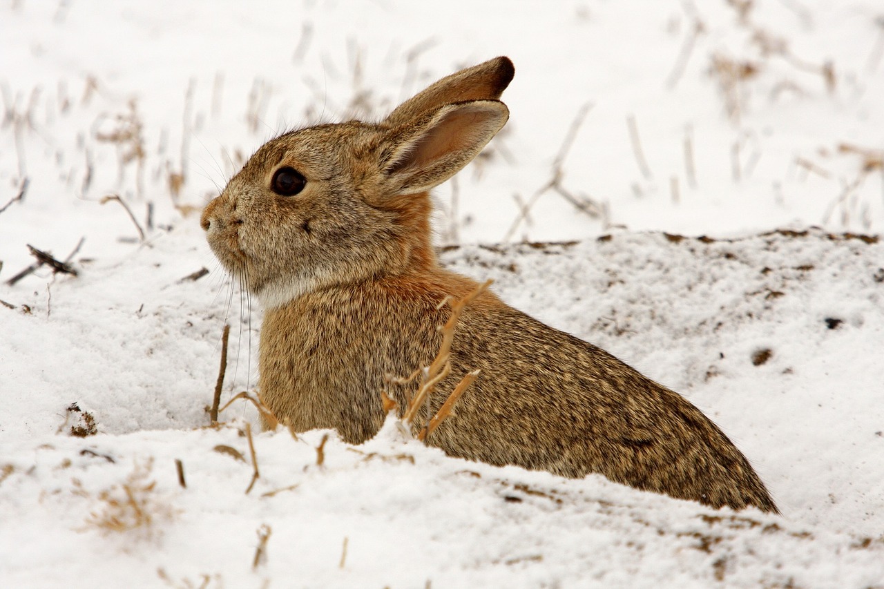 cottontail rabbit hare wildlife free photo