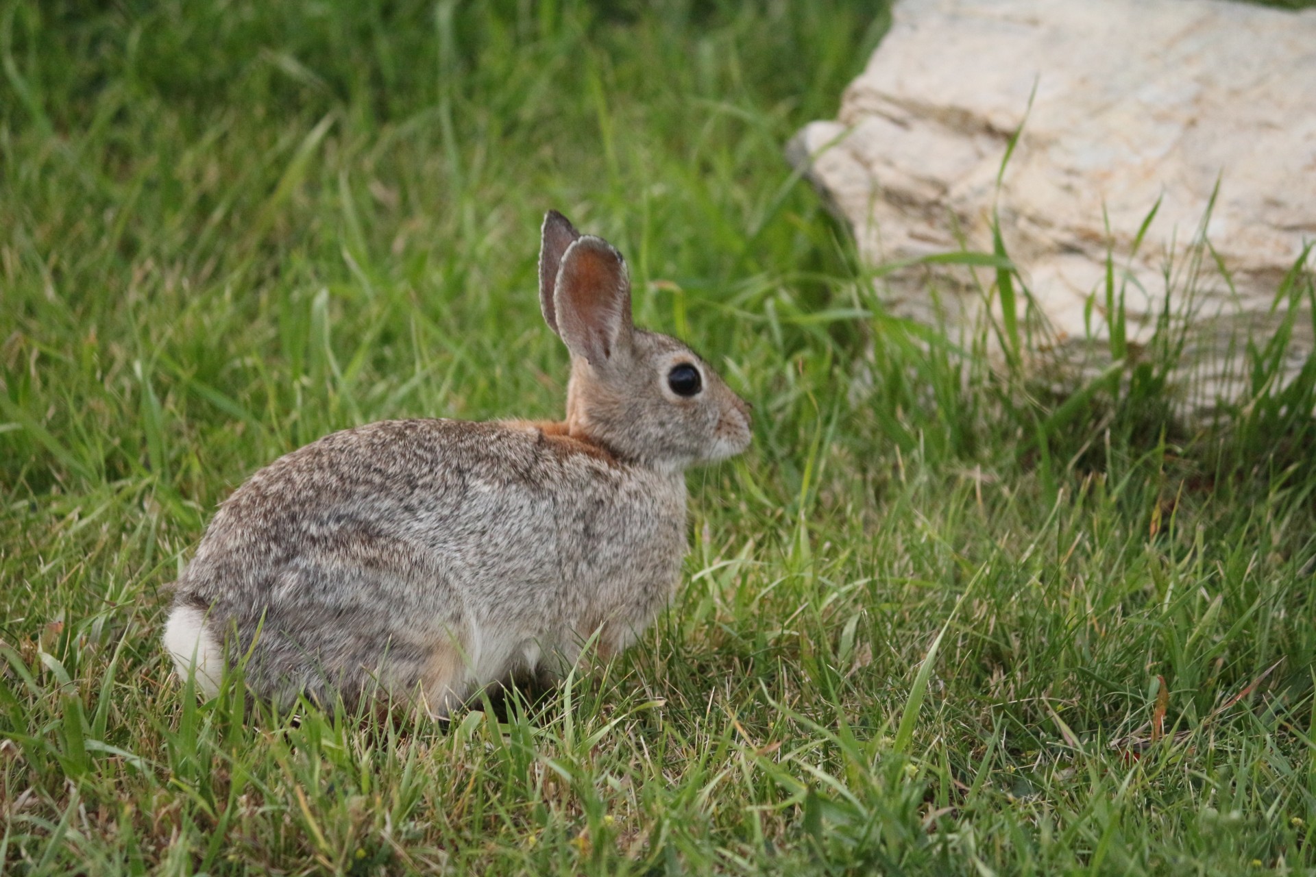 rabbit cottontail rabbit rabbit beside rock free photo